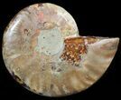Agatized Ammonite Fossil (Half) #46524-1